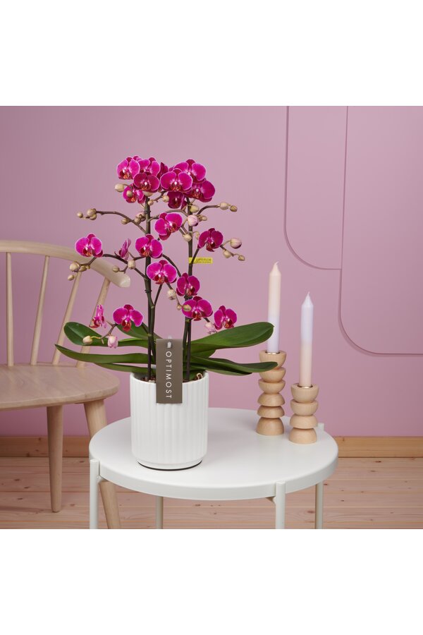 Orchidee Optimost Morelia Molise white