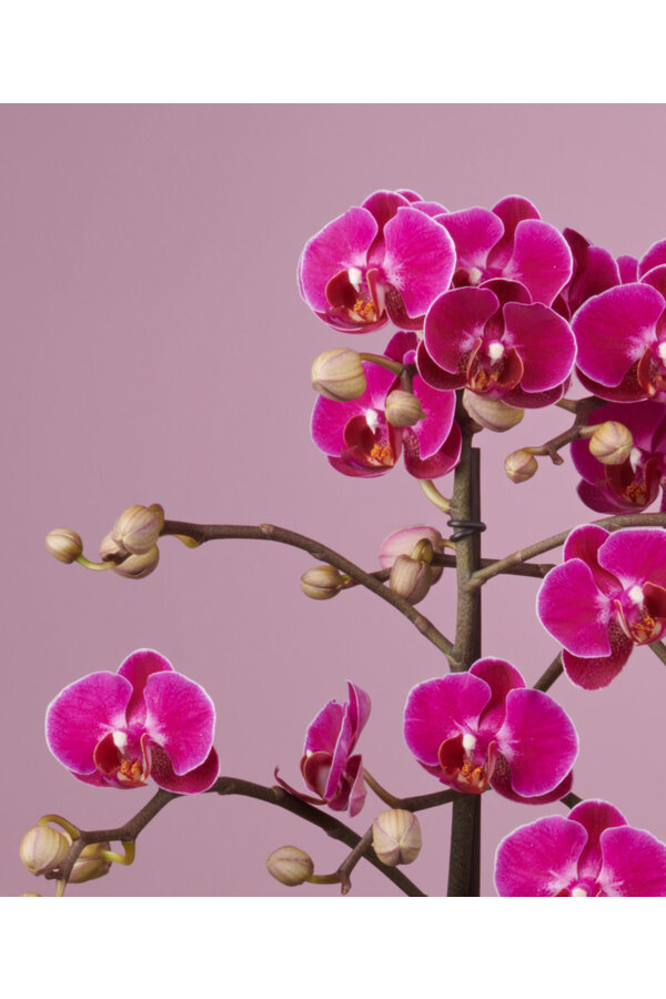 Orchidee Optimost Morelia Molise white
