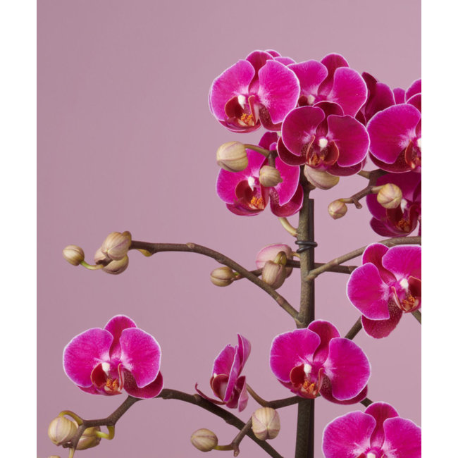 Orchidee Optimost Morelia Molise white