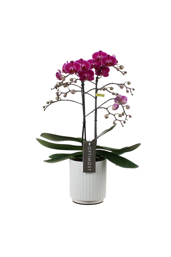 Orchidee Optimost Morelia Molise white