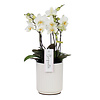 Orchidee Boquetto Beauty Molise White