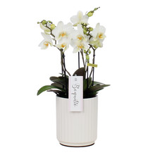 Phalaenopsis