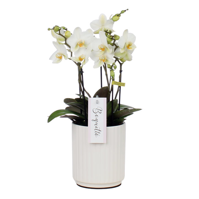 Orchidee Boquetto Beauty Molise White
