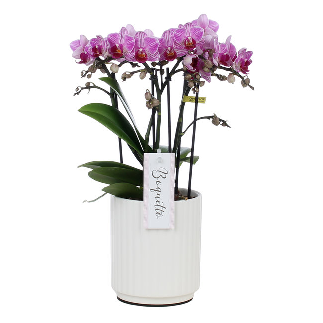 Orchidee Boquetto Delight Molise white