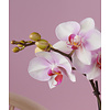 Orchidee MyMonro Make-up Molise white