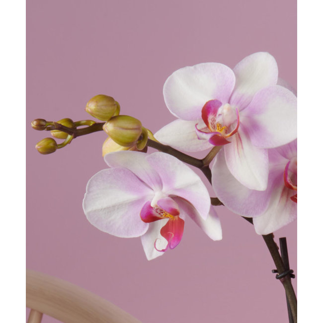 Orchidee MyMonro Make-up Molise white