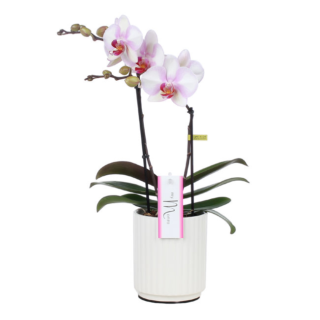 Orchidee MyMonro Make-up Molise white