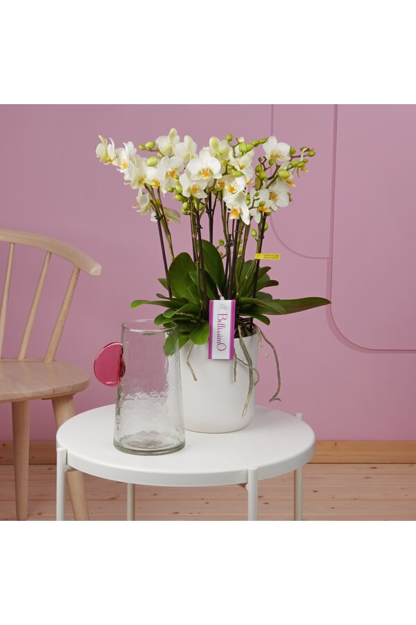 Orchidee Bellissimo Bella Umbrie White