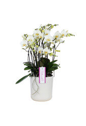 Orchidee Bellissimo Bella Umbrie White
