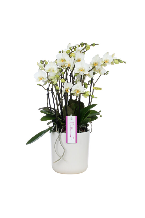 Orchidee Bellissimo Bella Umbrie White