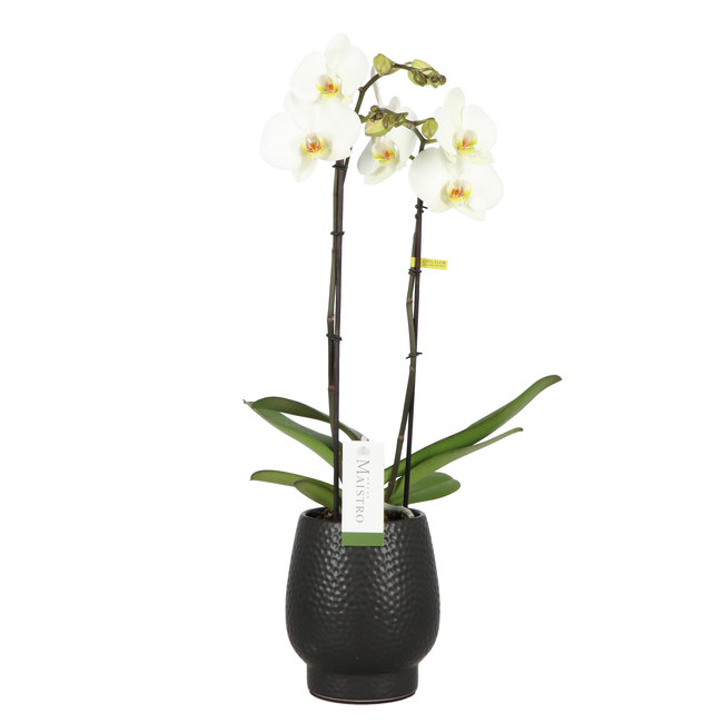 Orchidee Maistro Beethoven Abruzzo