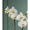 Orchidee Maistro Beethoven Abruzzo