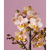 Orchidee Aromio Powdery Molise white