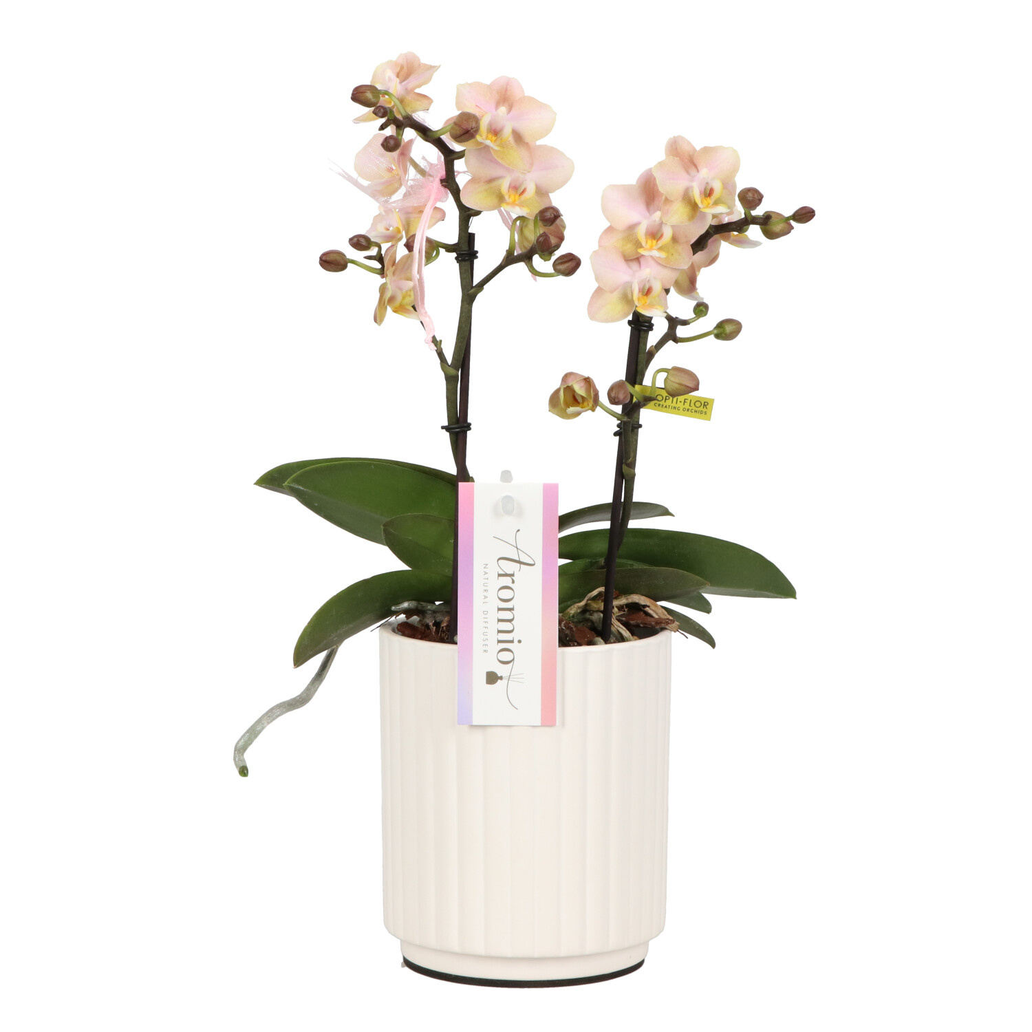 Orchidee Aromio Powdery Molise white kopen? - Fleurdirect