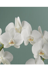 Orchidee Mirror Miracle Aurora Abruzzo
