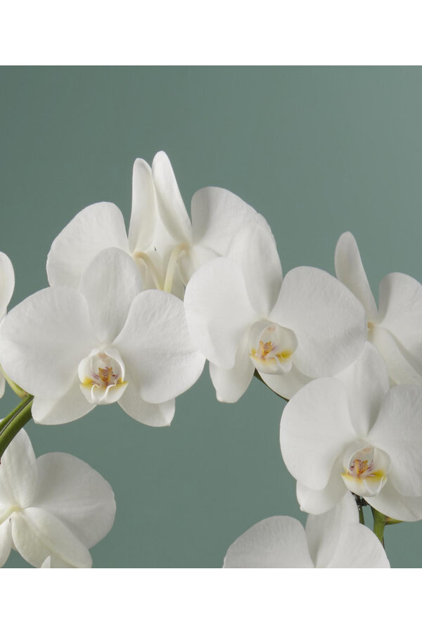 Orchidee Mirror Miracle Aurora Abruzzo
