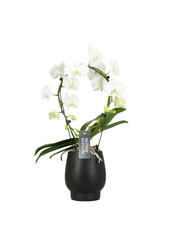 Orchidee Mirror Miracle Aurora Abruzzo