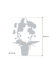 Orchidee Mirror Miracle Aurora Abruzzo