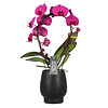 Orchidee Mirror Miracle Mulan Abruzzo