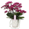 Orchidee Bellissimo Amore Umbrie paars