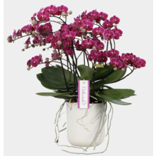 Orchidee Bellissimo Amore Umbrie paars
