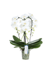 Orchidee Fontano Bellagio