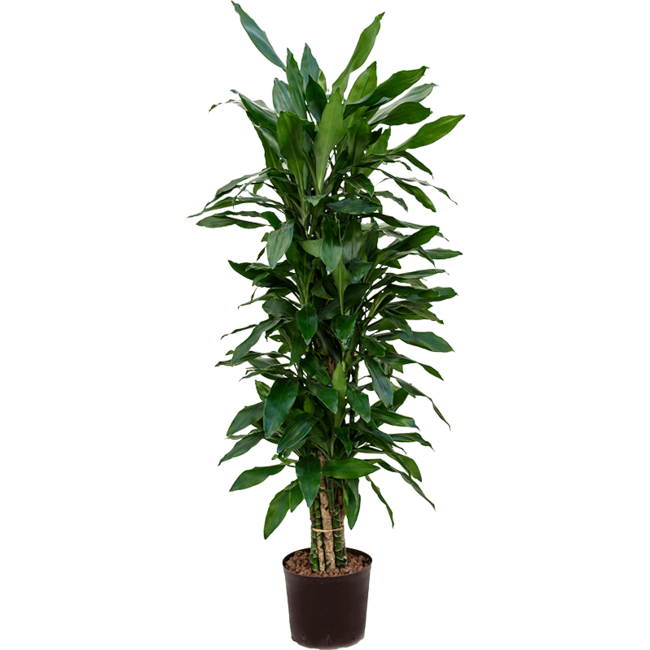 Dracaena Fragans Janet Lind