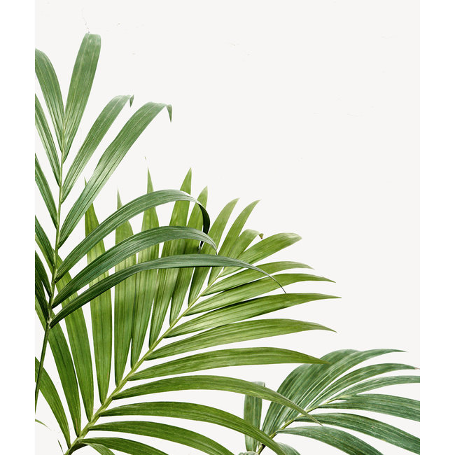 Plantenpakket Tropische planten in Elho pure soft