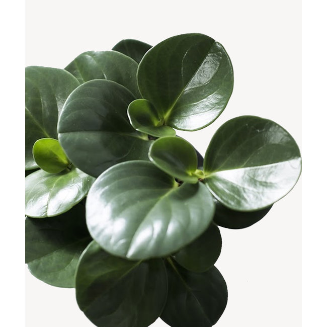 Peperomia obtusifolia in Artstone