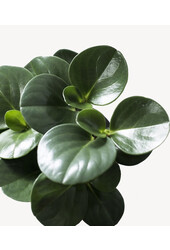 Peperomia dwergpeper in B.For Soft