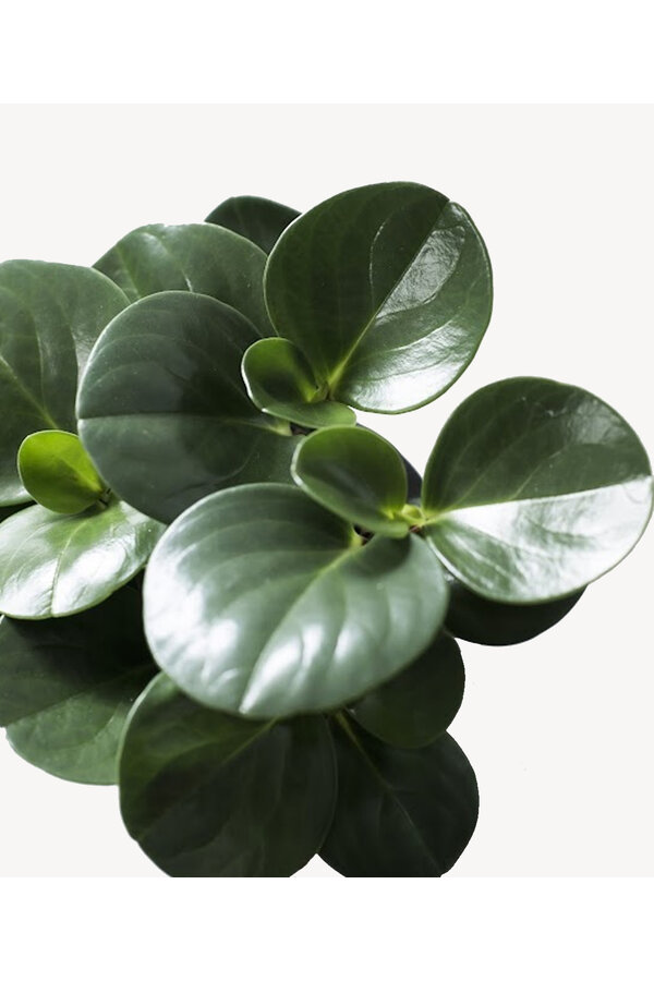 Peperomia dwergpeper in B.For Soft