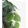 Philodendron scandens 'Brasil'