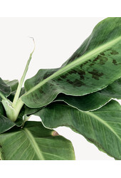 Musa Bananenplant in Nelis naturel