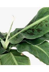 Bananenplant Kingsize in Lechuza Classico
