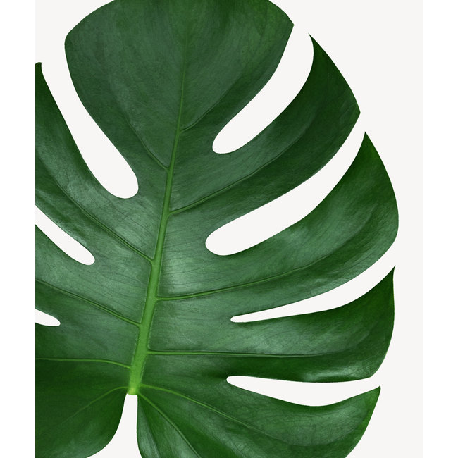 Monstera in Zelfwatergevende Rondo