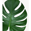 Monstera in Zelfwatergevende Cilindro