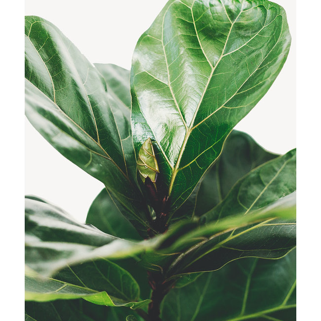 Hydroplant Ficus Lyrata in zwarte zelfwatergevende Runner