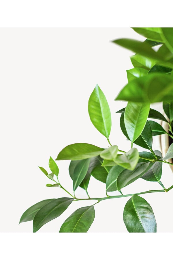 Sinaasappelboom XXXL in Terra Cotta