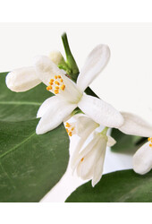 Sinaasappelboom op rek XS