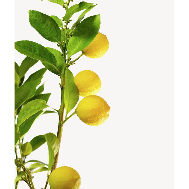 Citroenboom Citrus Lemon M