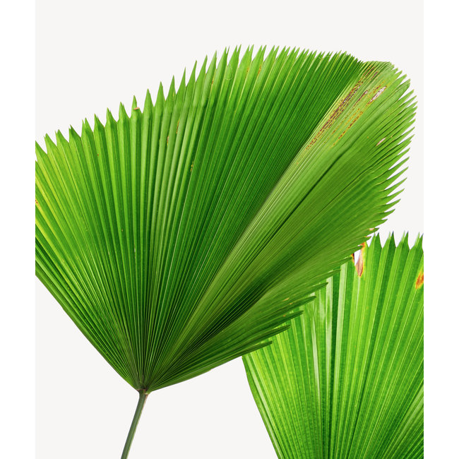 Licuala Waaierpalm