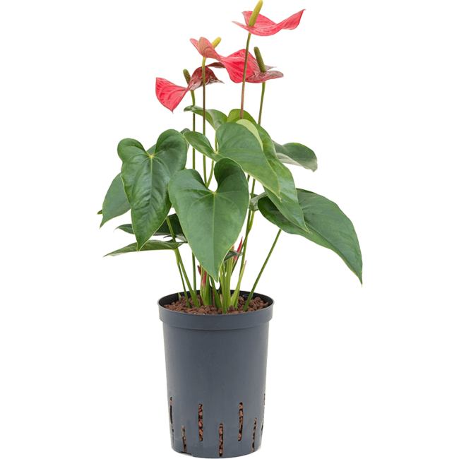 Hydroplant Anthurium Dark Red