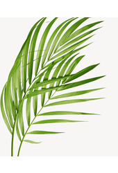 Goudpalm in Zelfwatergevende pot