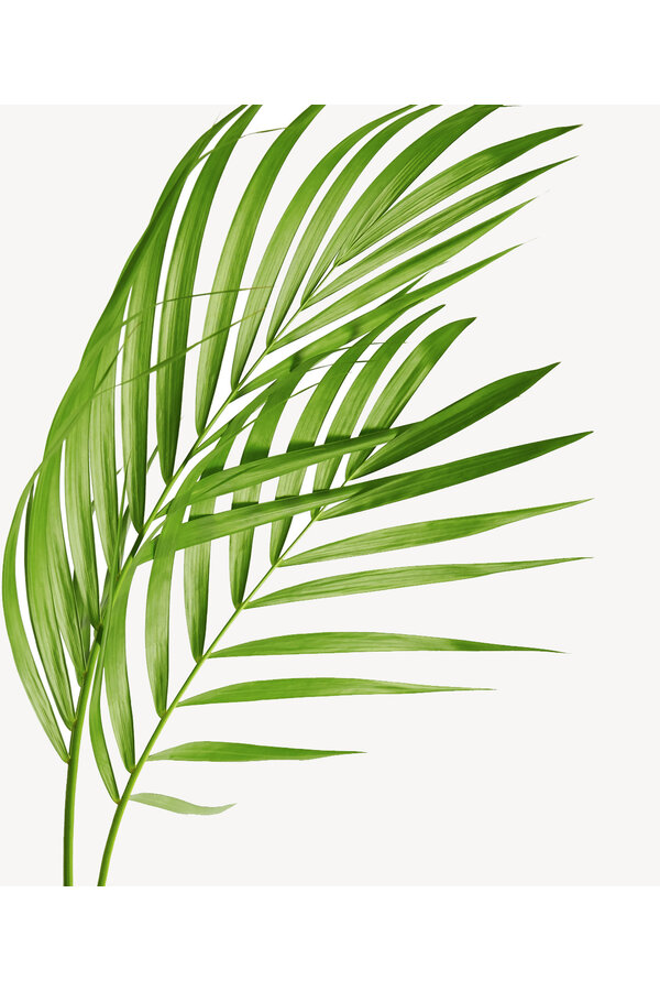 Goudpalm in Zelfwatergevende pot