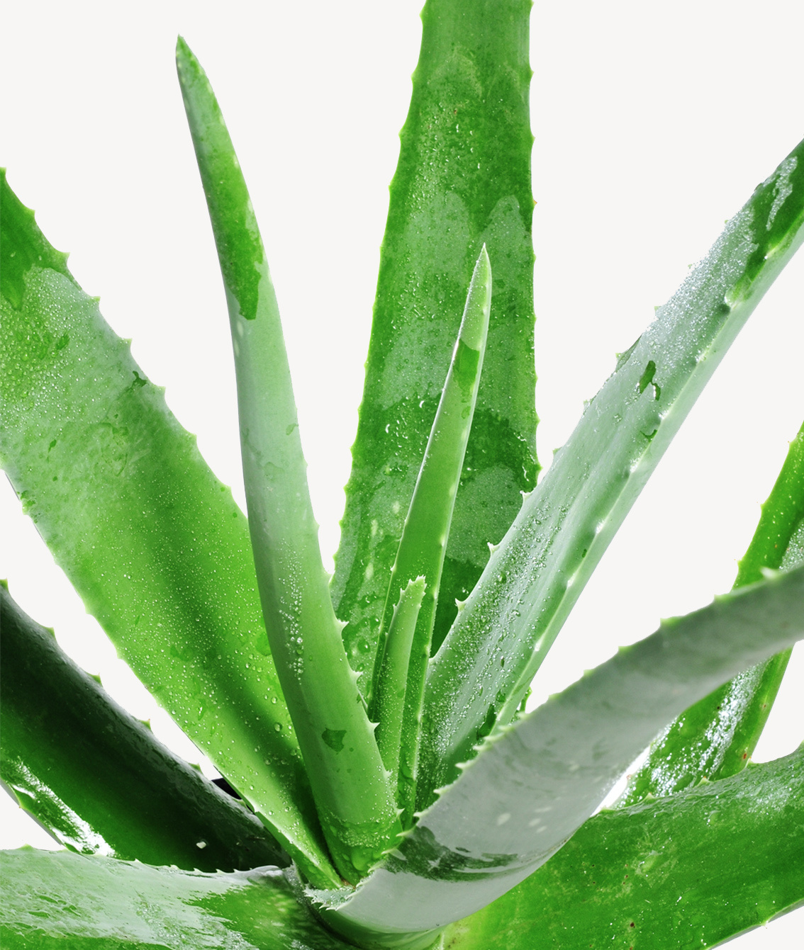 auteur Zeggen Goed opgeleid Aloe vera barbadensis | Gratis bezorgd - Fleurdirect