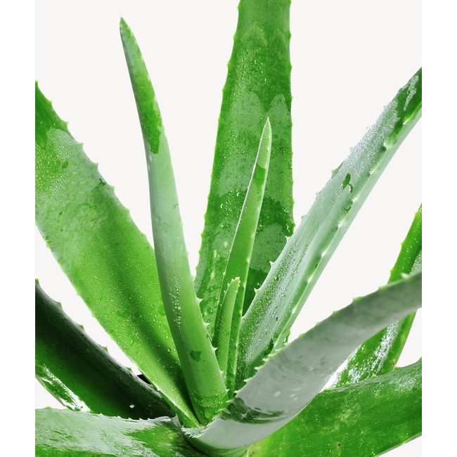 Aloe Vera in Charlie grey washed