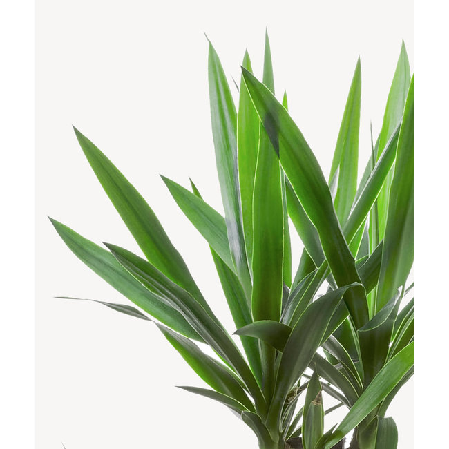 Palmlelie Yucca Toef L