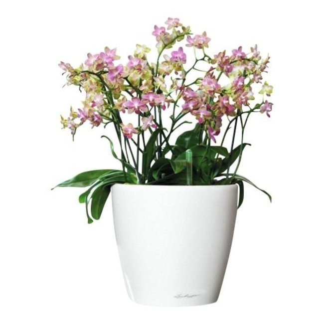 Orchideeën in Zelfwatergevende Classico