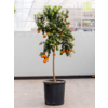 Sinaasappelboom Aurantium Chinotto XL