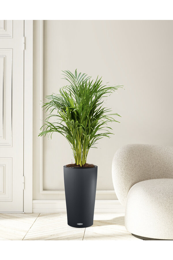 Goudpalm in Zelfwatergevende pot